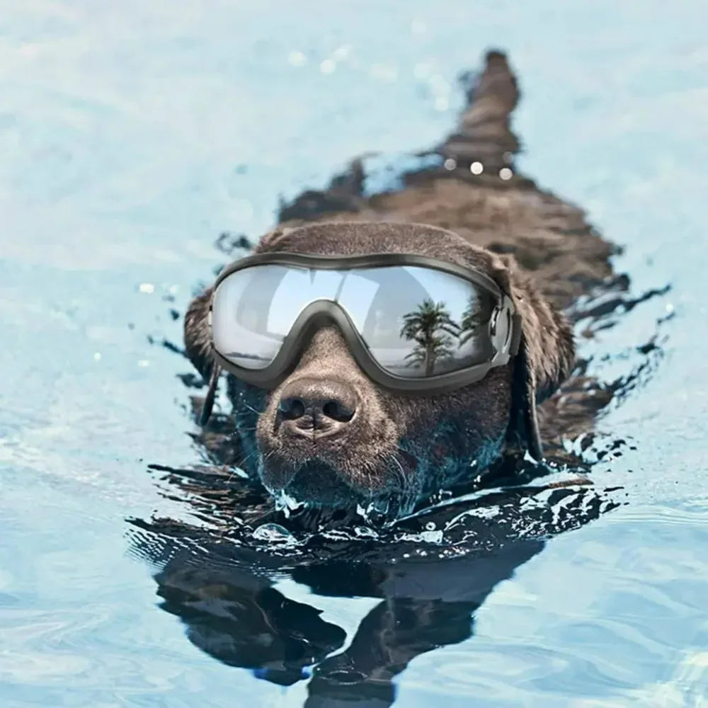 Dog Sunglasses