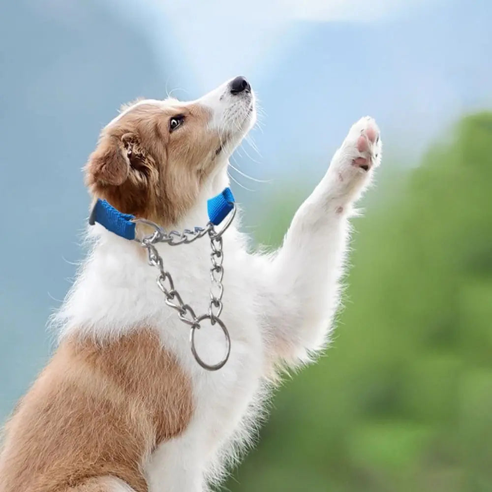 Nylon Slip Training Collar with Chain Link