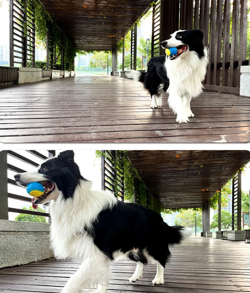 Squeaky TPR Ball Toy for Dogs
