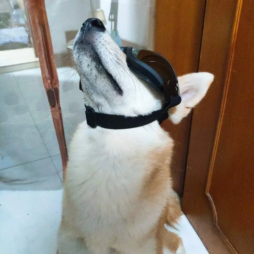 Dog Sunglasses