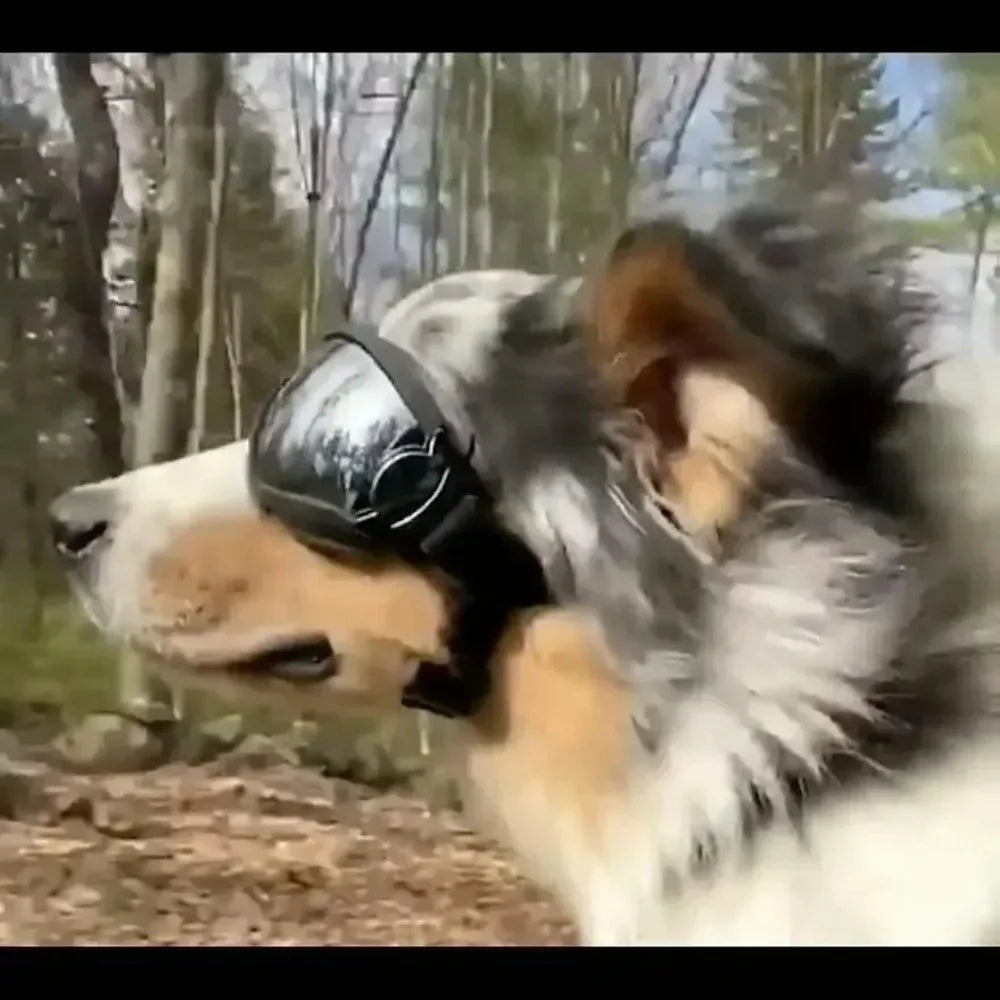 Dog Sunglasses