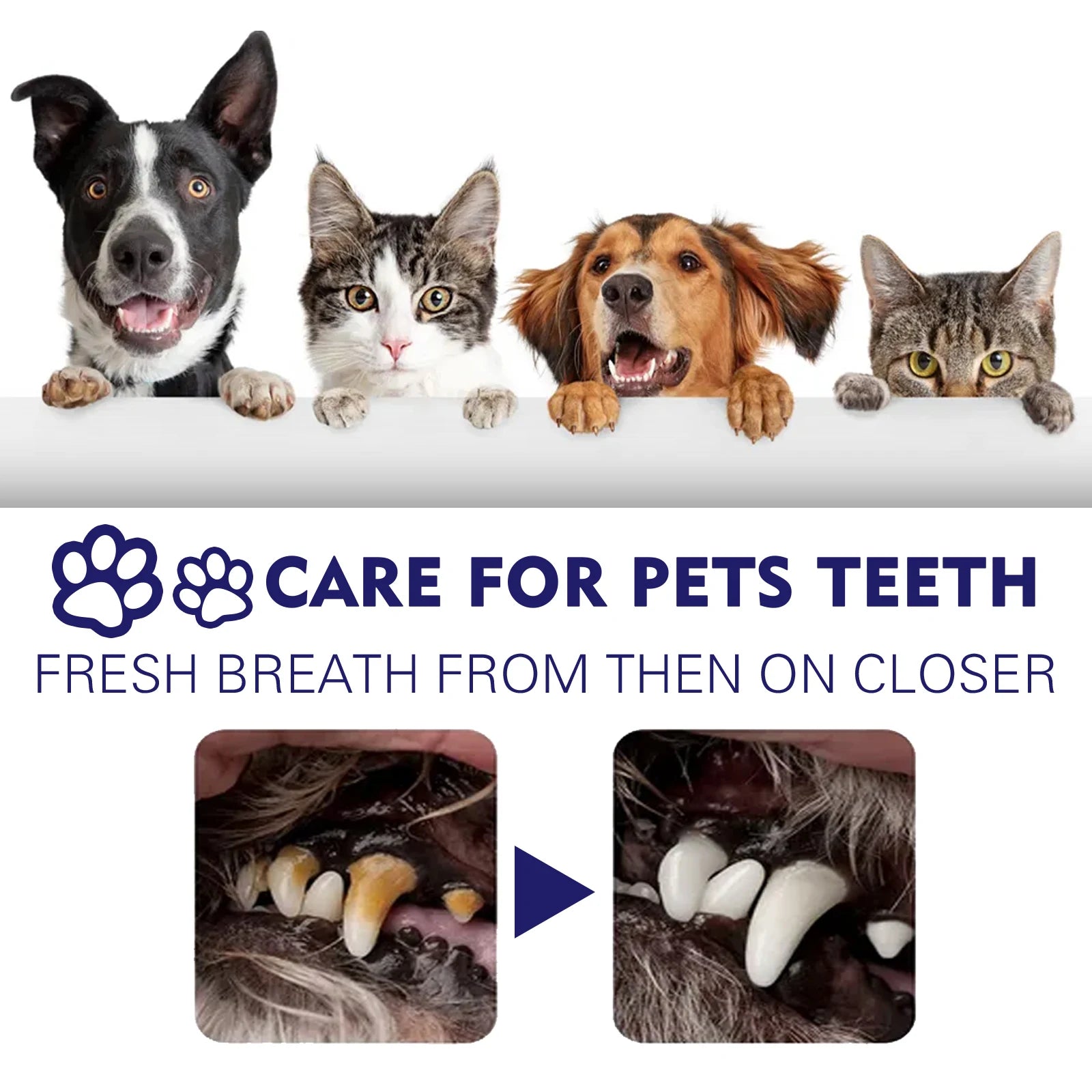 Pet Toothpaste – Tartar & Stain Remover